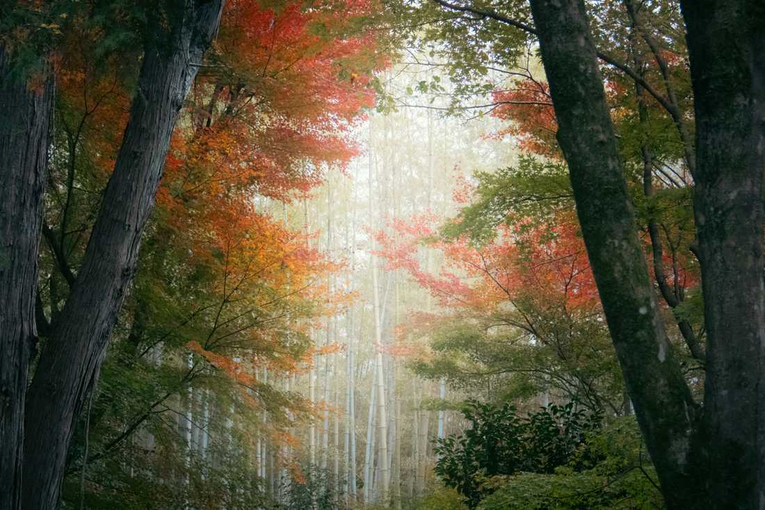 A grove of bamboo and maples in autumn, mist standing in the light between the trunks.